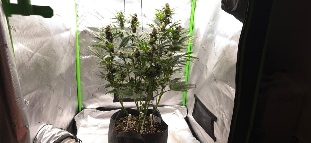 Operation: Purple Breakfast. Week 7 - Banana Purple Punch