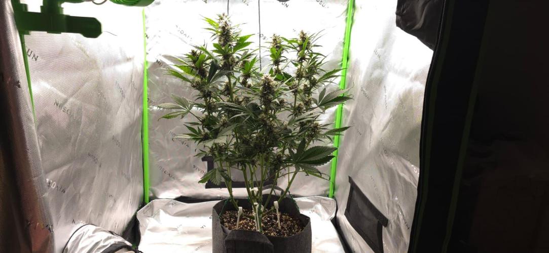 Operation: Purple Breakfast. Week 7 - Banana Purple Punch