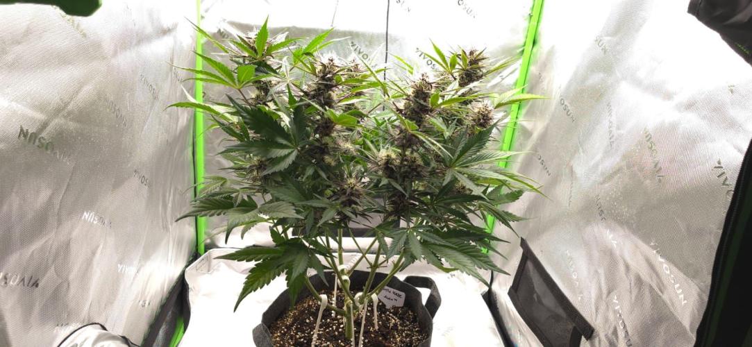 Operation: Purple Breakfast. Week 7 - Purple Haze Auto