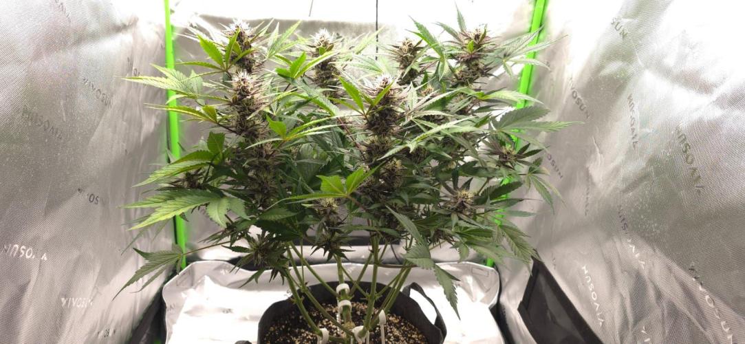 Operation: Purple Breakfast. Week 7 - Purple Haze Auto