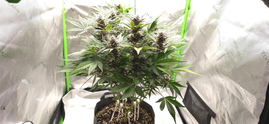 Operation: Purple Breakfast. Week 7 - Purple Haze Auto