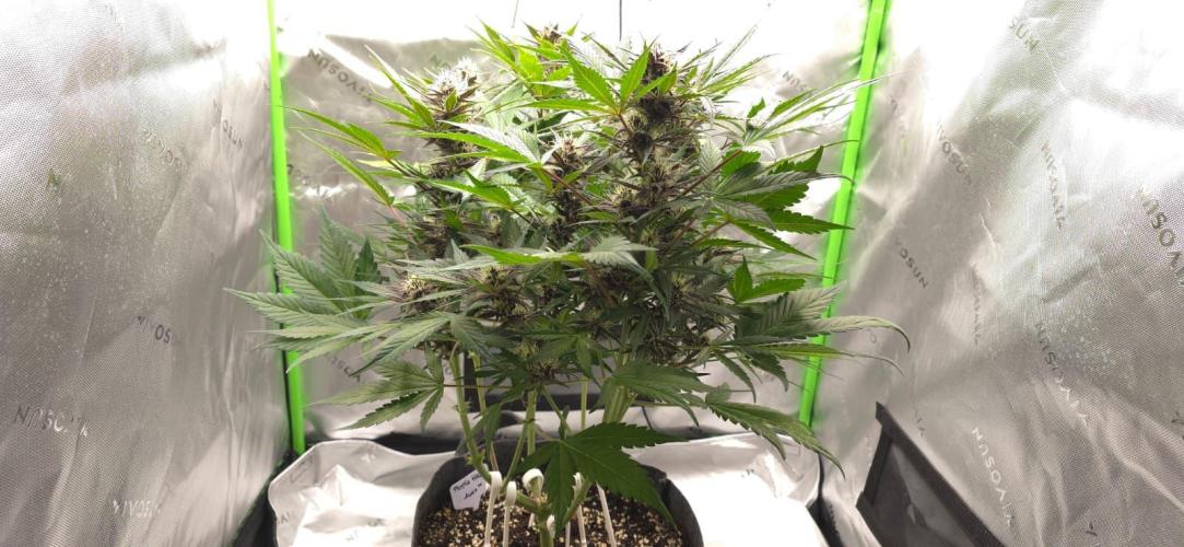 Operation: Purple Breakfast. Week 7 - Purple Haze Auto