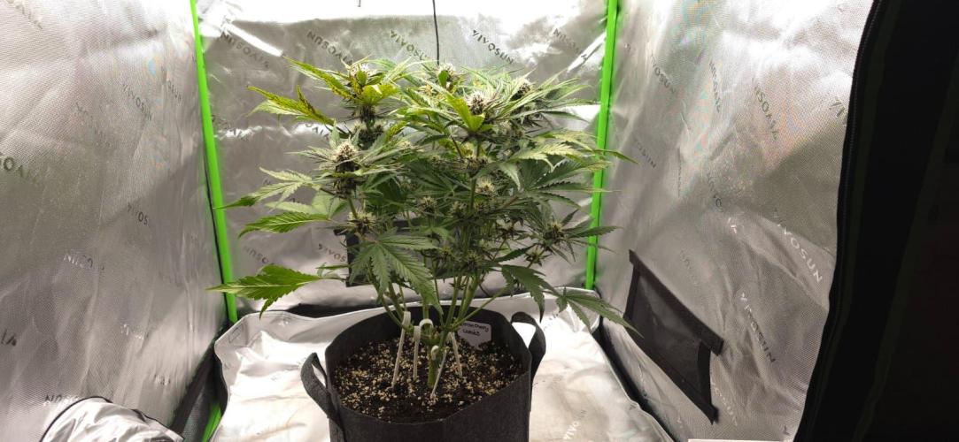 Operation: Purple Breakfast. Week 7 - Lemon Cherry #2