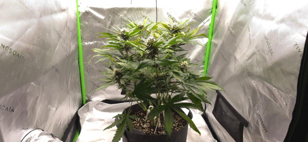 Operation: Purple Breakfast. Week 7 - Lemon Cherry #2