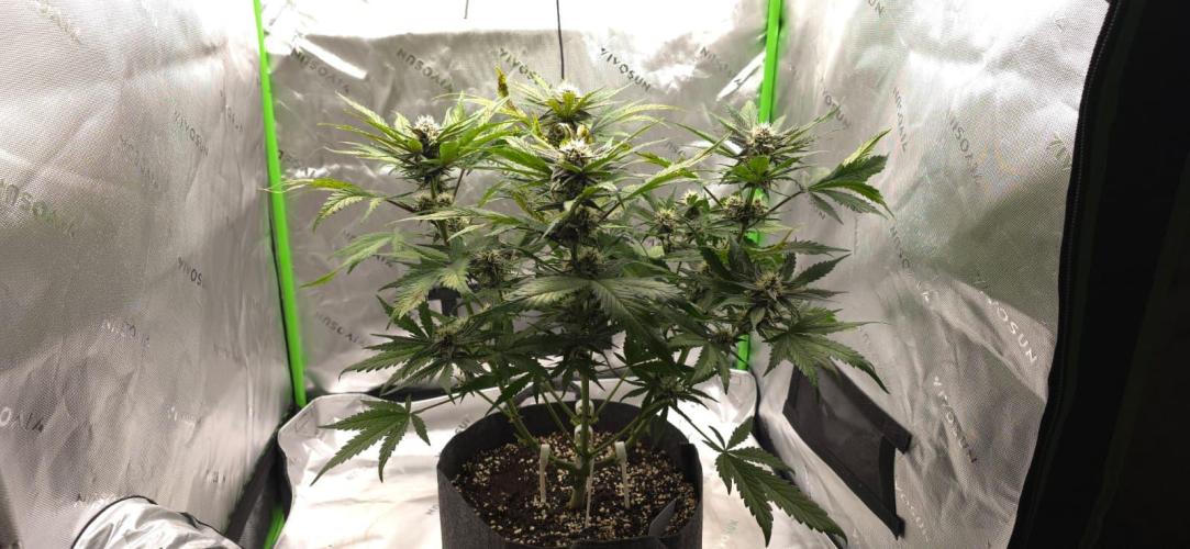 Operation: Purple Breakfast. Week 7 - Lemon Cherry #2