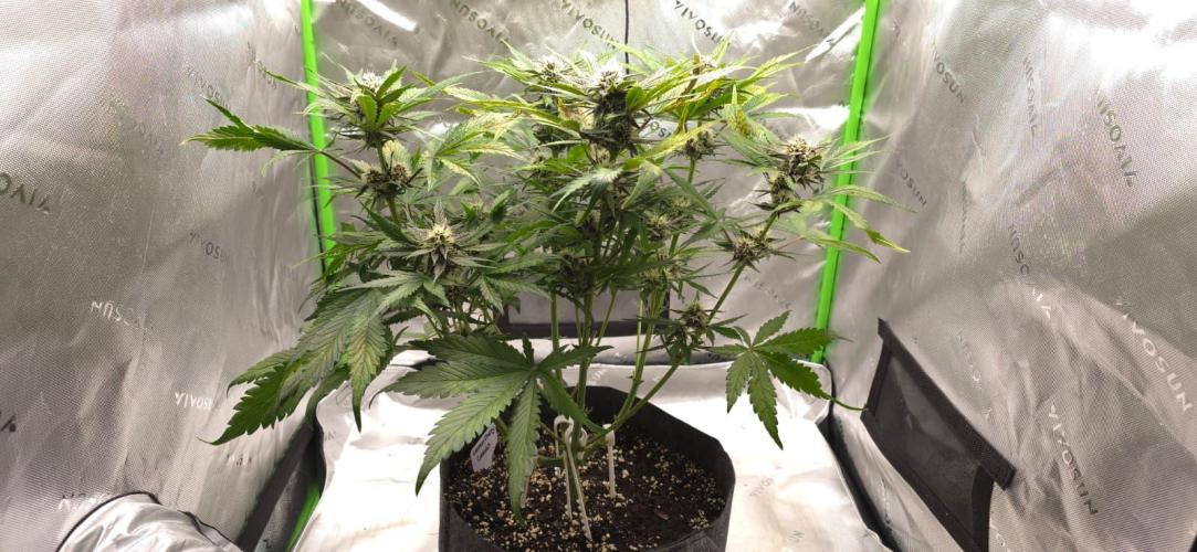 Operation: Purple Breakfast. Week 7 - Lemon Cherry #2