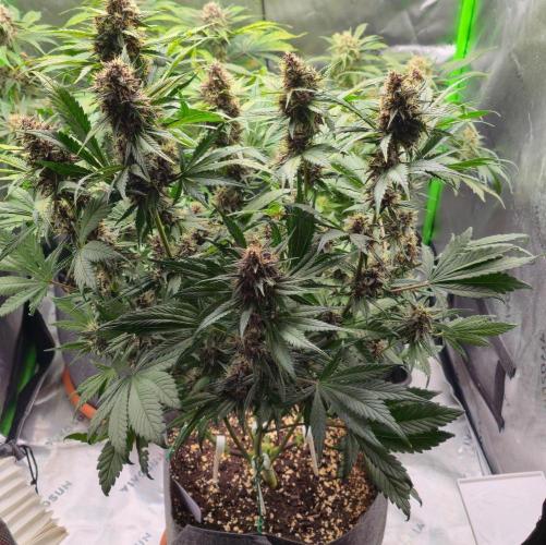 Operation: Purple Breakfast. Week 8 - Banana Purple Punch