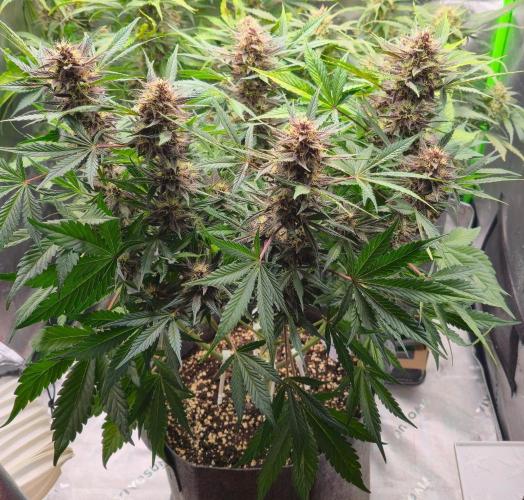 Operation: Purple Breakfast. Week 8 - Purple Haze Auto