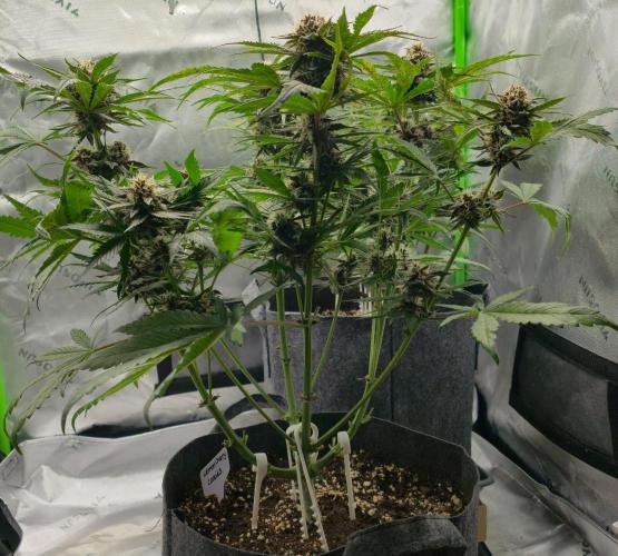 Operation: Purple Breakfast. Week 8 - Lemon Cherry Cookie  #2