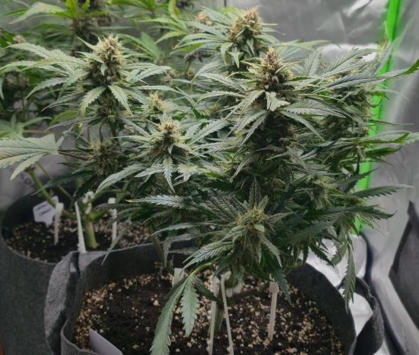 Operation: Purple Breakfast. Week 8 - Lemon Cherry Cookie  #1