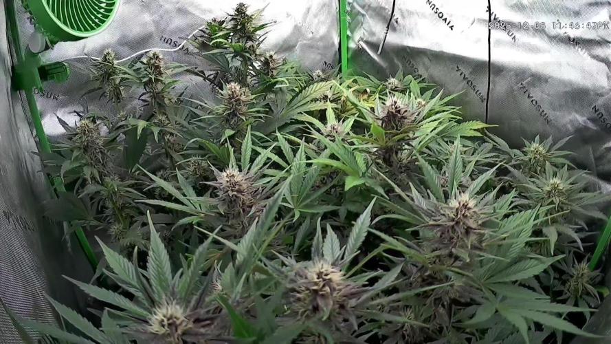 Operation: Purple Breakfast