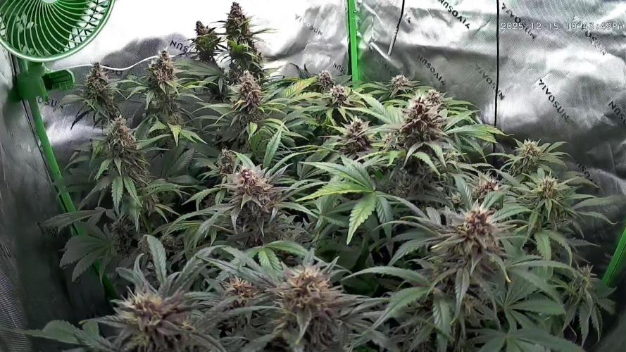 Operation: Purple Breakfast