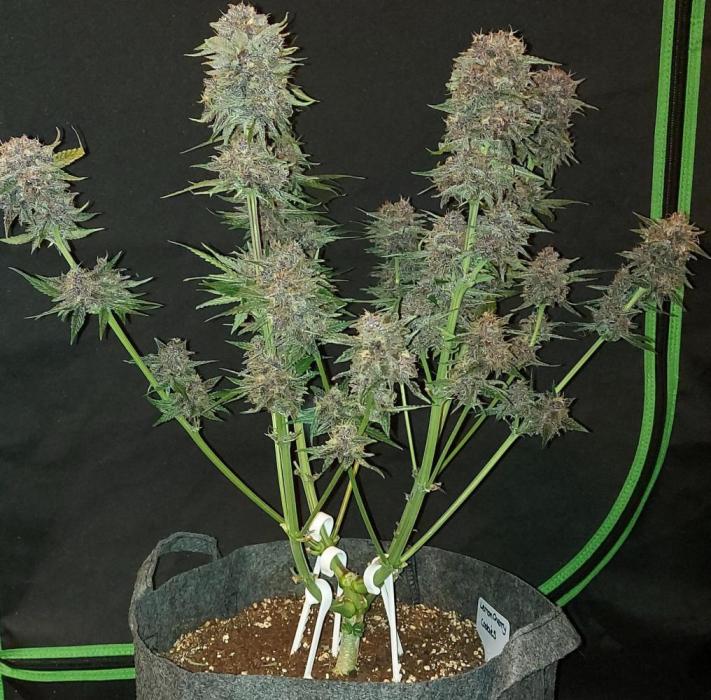 Operation: Purple Breakfast. Week 10 - Cherry Cookie #2