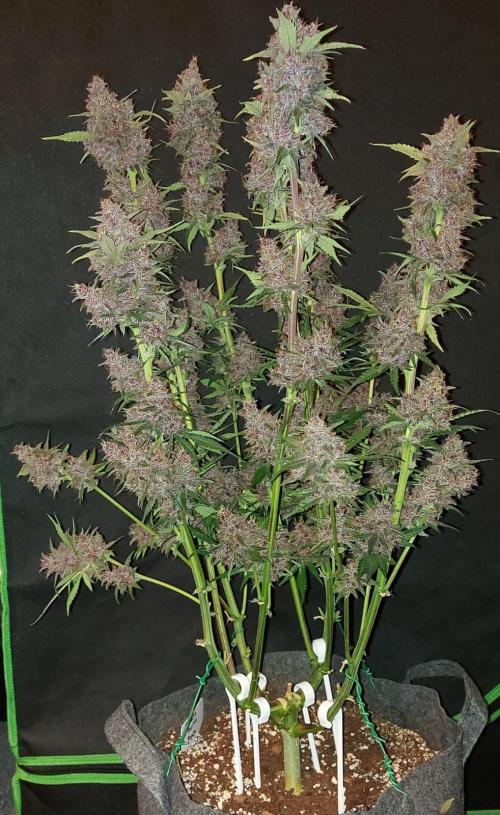 Operation: Purple Breakfast. Week 10