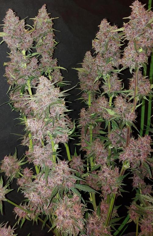 Operation: Purple Breakfast. Week 10