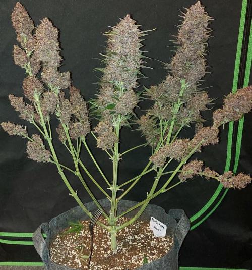 Operation: Purple Breakfast. Week 10 - Gabel hält nur den Trieb oben, da er angeknackst wurde beim ernten.