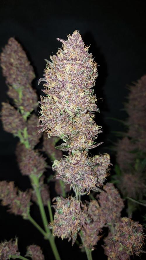 Operation: Purple Breakfast. Week 10