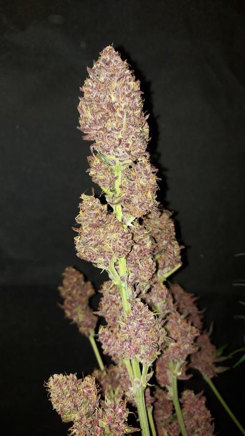 Operation: Purple Breakfast. Week 10