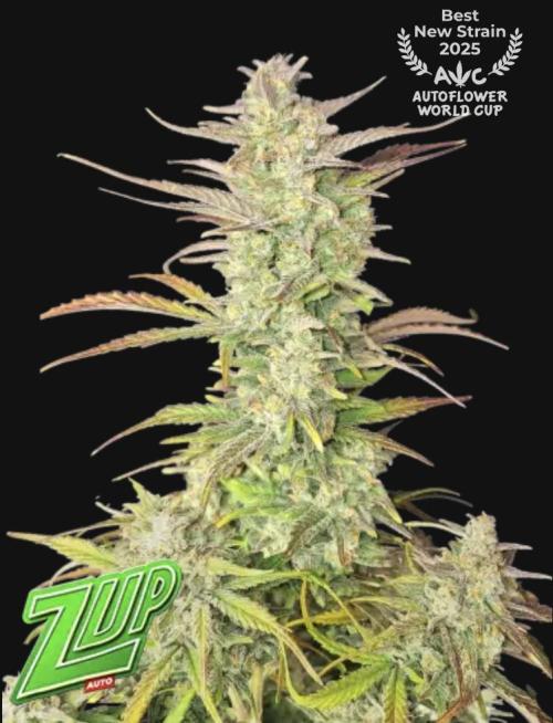 Z-Up Auto mit Zeitraffer jede Woche.. Week 0