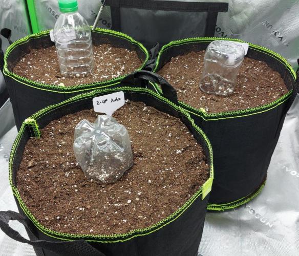 Z-Up Auto mit Zeitraffer jede Woche.. Week 0