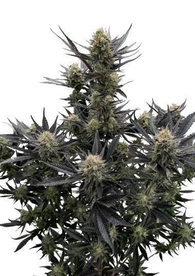 Guava Auto RF3 im Autopot. Week 0 - Guava Auto RF3 Bild von Fastbuds website