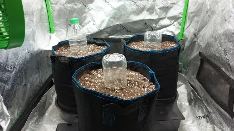 Guava Auto RF3 im Autopot. Week 0