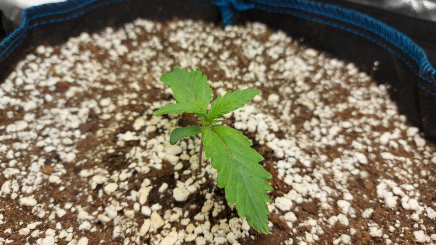 Guava Auto RF3 im Autopot. Week 1 - #3