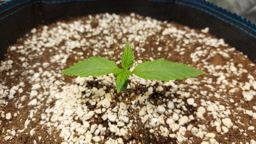 Guava Auto RF3 im Autopot. Week 1 - #2