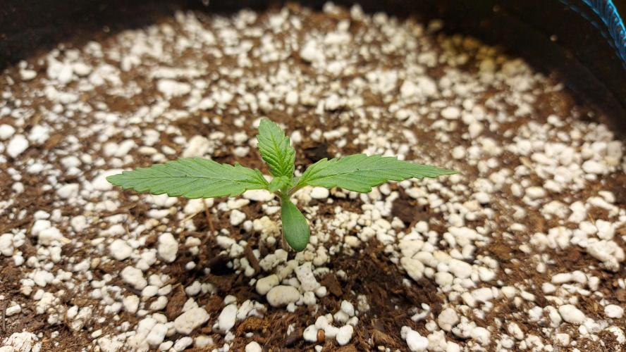 Guava Auto RF3 im Autopot. Week 1 - #1