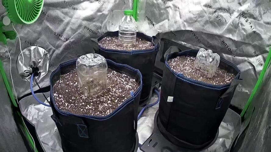 Guava Auto RF3 im Autopot