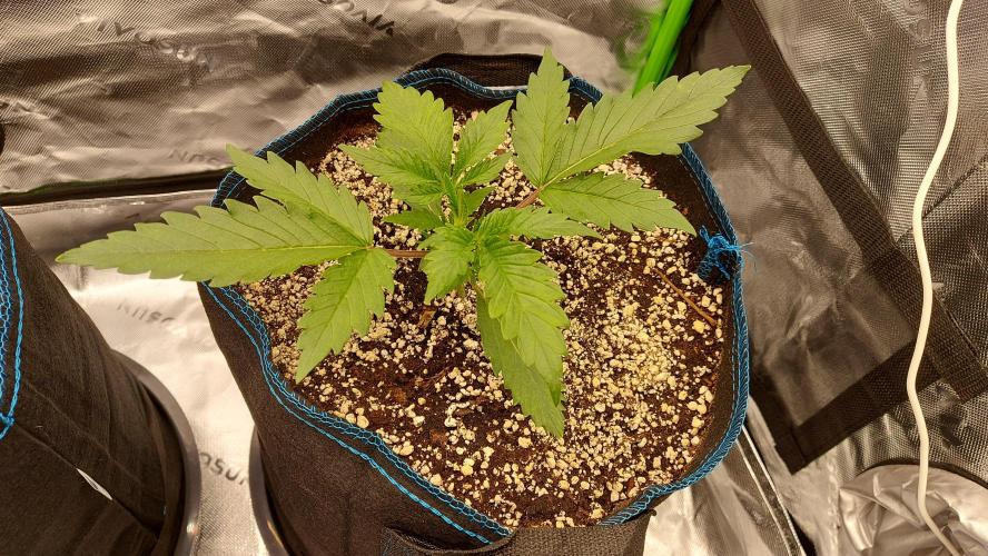 Guava Auto RF3 im Autopot. Week 2 - #1