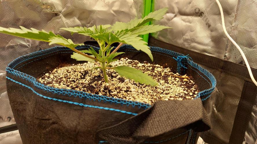 Guava Auto RF3 im Autopot. Week 2 - #1