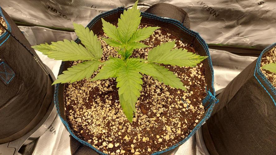 Guava Auto RF3 im Autopot. Week 2 - #2