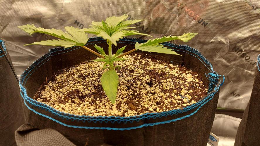 Guava Auto RF3 im Autopot. Week 2 - #2