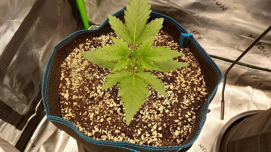 Guava Auto RF3 im Autopot. Week 2 - #3