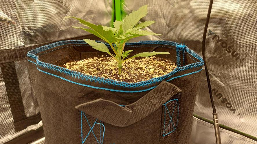 Guava Auto RF3 im Autopot. Week 2 - #3