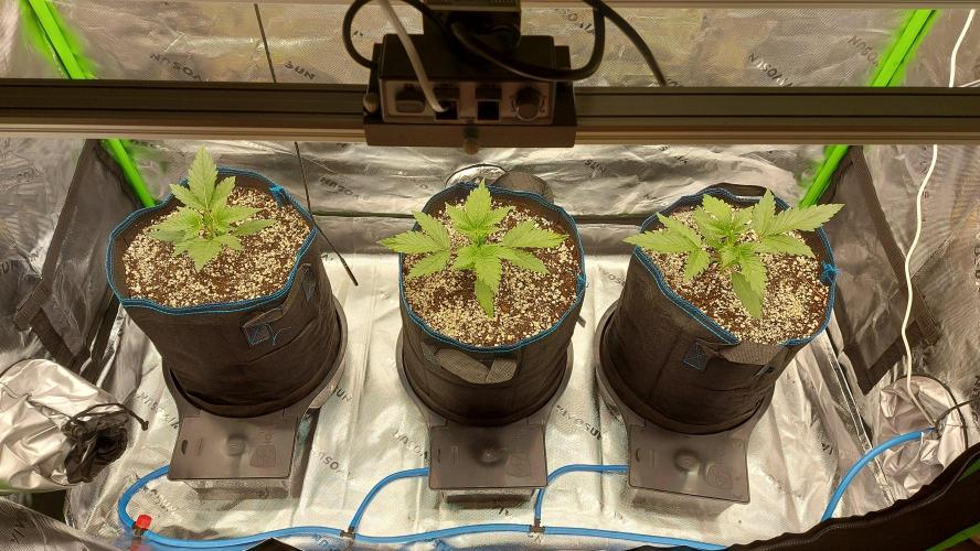 Guava Auto RF3 im Autopot. Week 2 - #1-#3