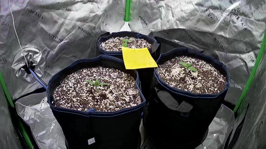 Guava Auto RF3 im Autopot