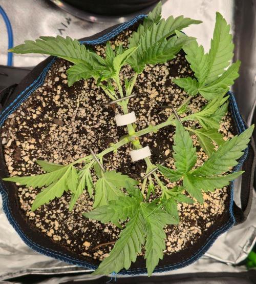 Guava Auto RF3 im Autopot. Week 3 - #1