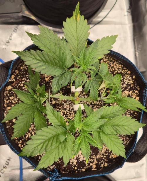 Guava Auto RF3 im Autopot. Week 3 - #2