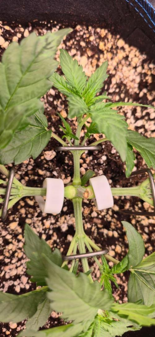 Guava Auto RF3 im Autopot. Week 3 - #3 LST