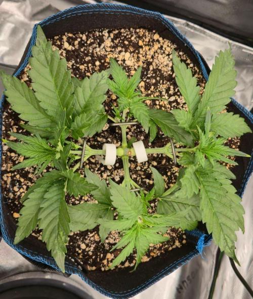 Guava Auto RF3 im Autopot. Week 3 - #3
