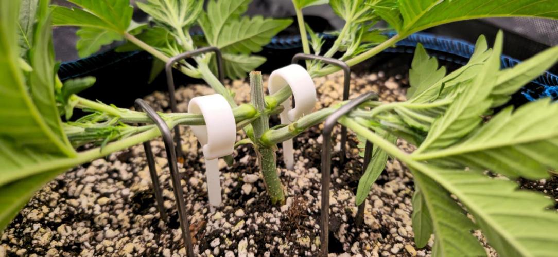 Guava Auto RF3 im Autopot. Week 3 - #1 LST