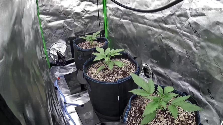 Guava Auto RF3 im Autopot
