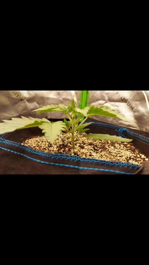 Guava Auto RF3 im Autopot