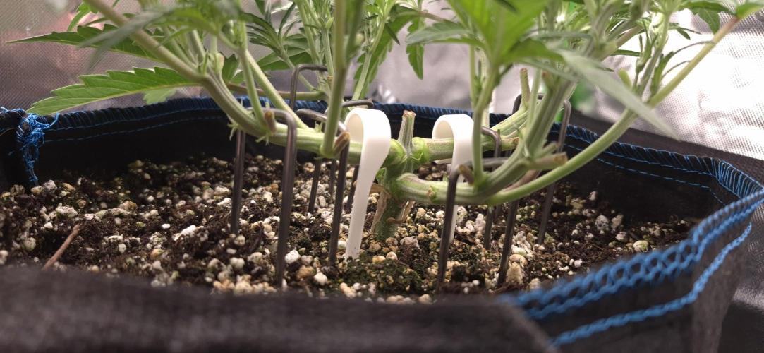 Guava Auto RF3 im Autopot. Week 4 - #1 LST