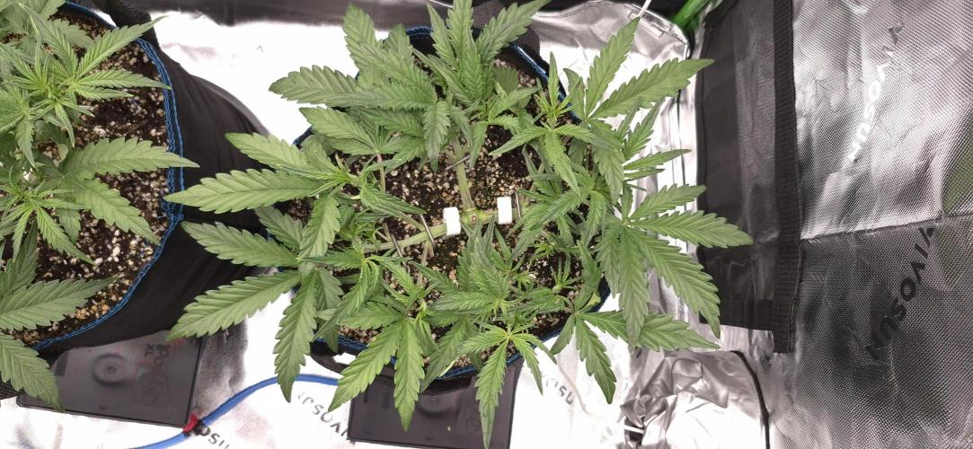 Guava Auto RF3 im Autopot. Week 4 - #1 