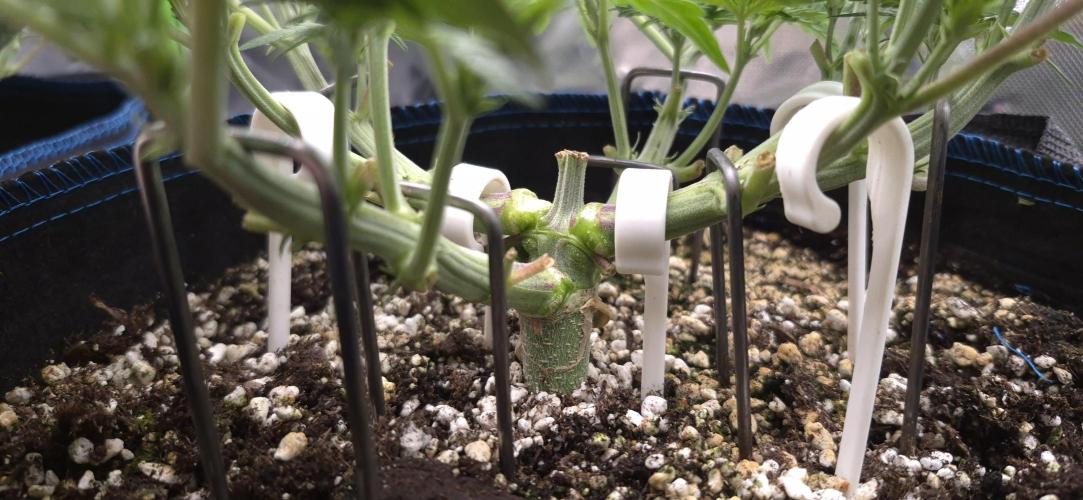 Guava Auto RF3 im Autopot. Week 4 - #2 LST