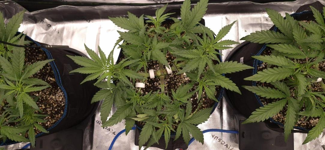 Guava Auto RF3 im Autopot. Week 4 - #2 