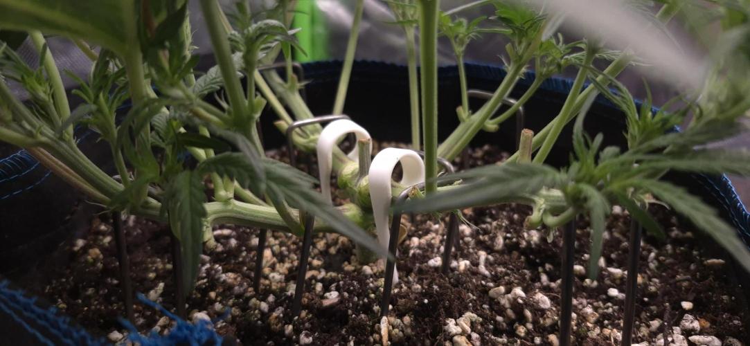 Guava Auto RF3 im Autopot. Week 4 - #3 LST
